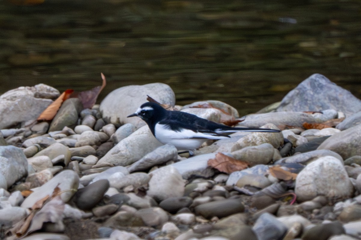 Japanese Wagtail - ML645200967