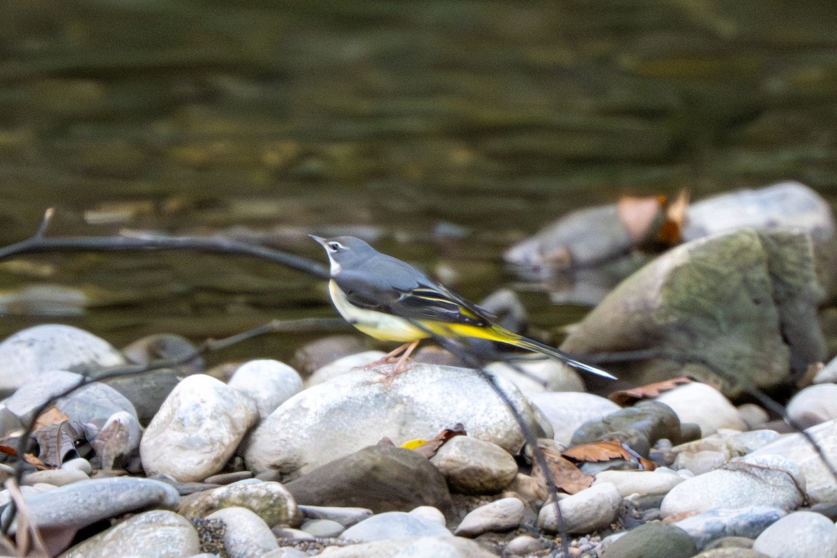 Gray Wagtail - ML645200968