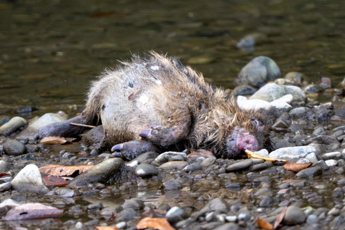 Wild Boar - ML645200974