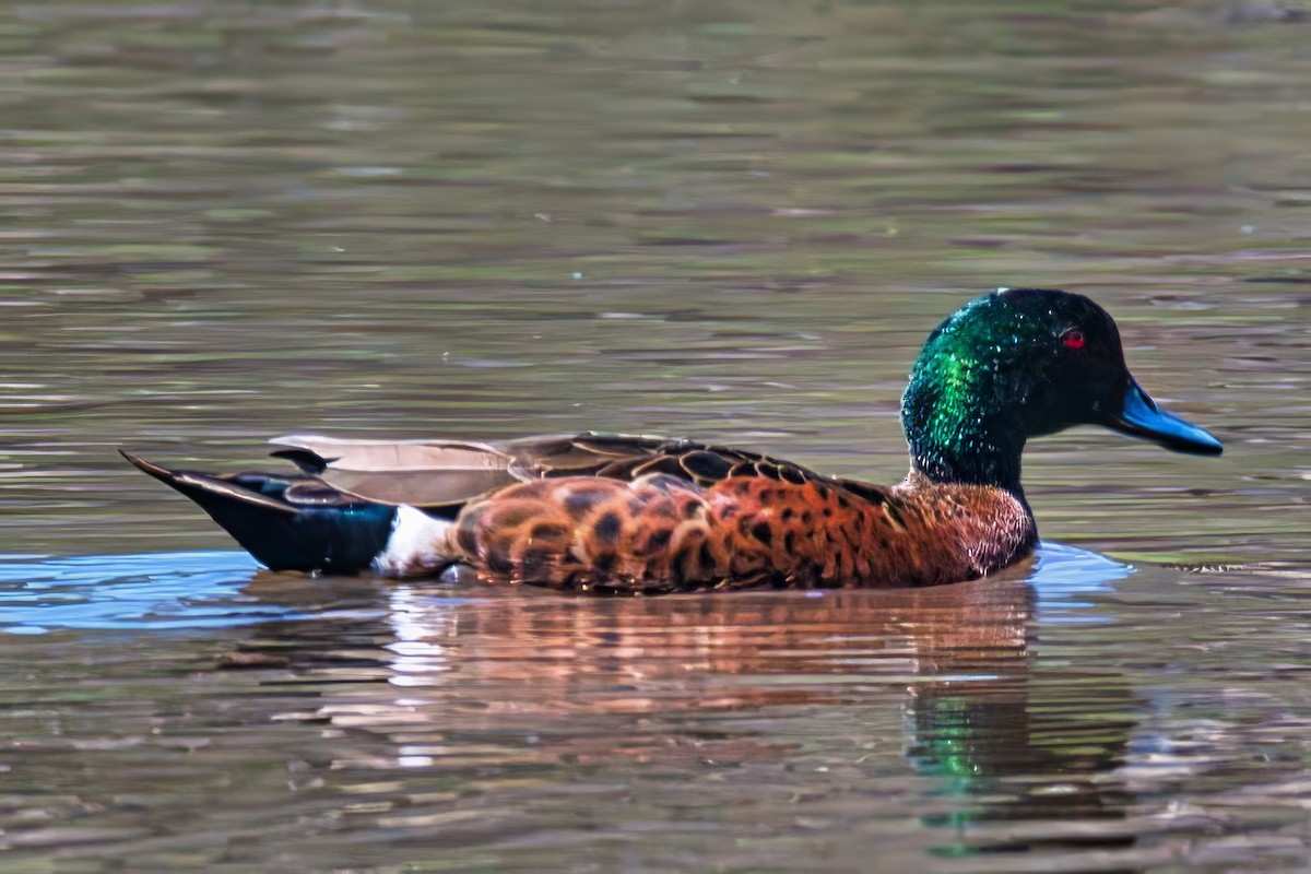 Chestnut Teal - ML645200987