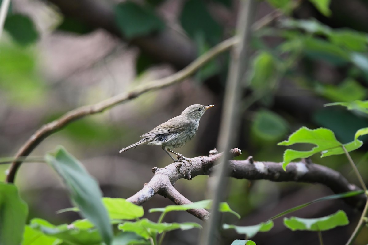 Greenish Warbler - ML645200990