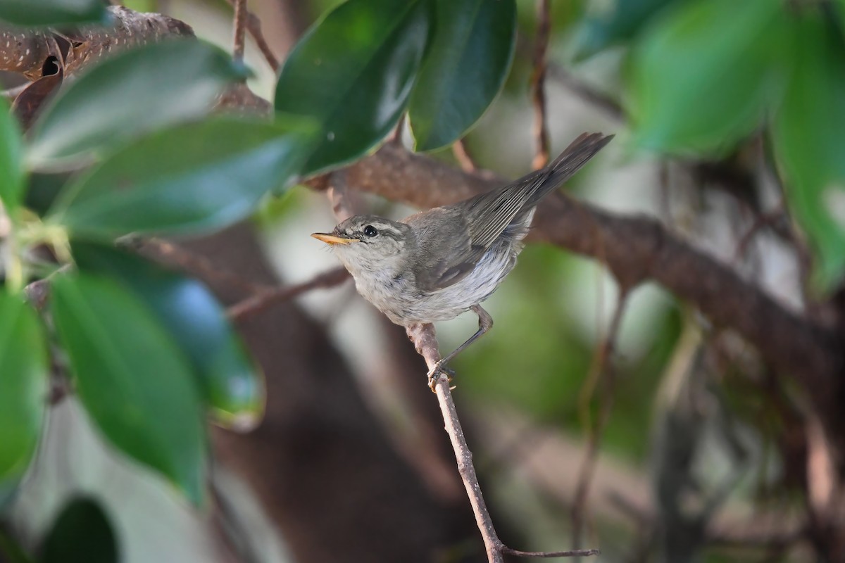 Greenish Warbler - ML645200991