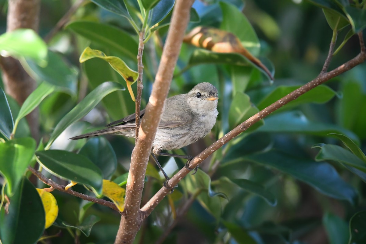 Greenish Warbler - ML645200992