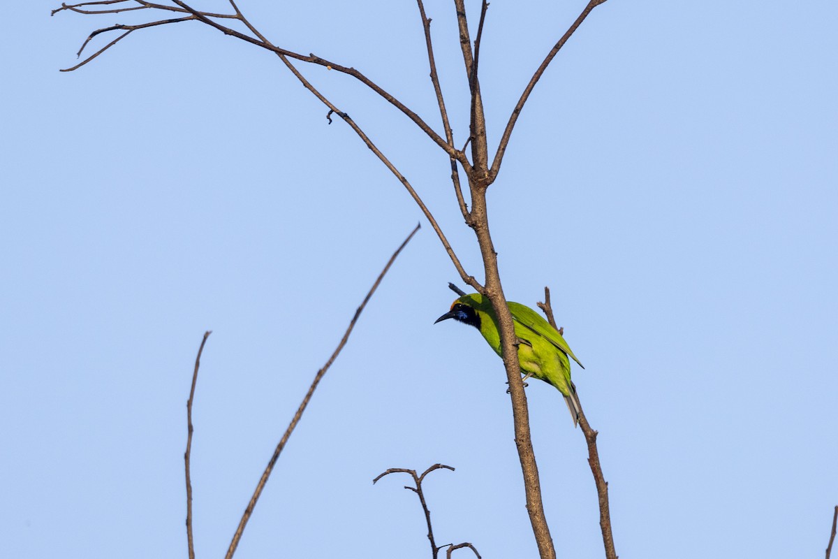 Золотолобая листовка - ML645200993