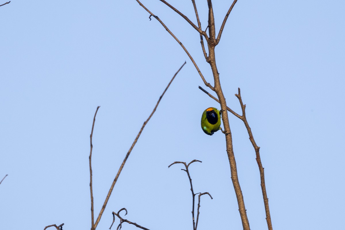 Золотолобая листовка - ML645200994