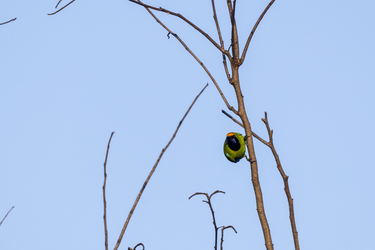 Золотолобая листовка - ML645200995