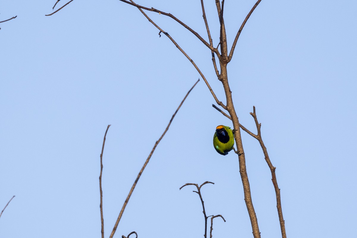 Золотолобая листовка - ML645200996