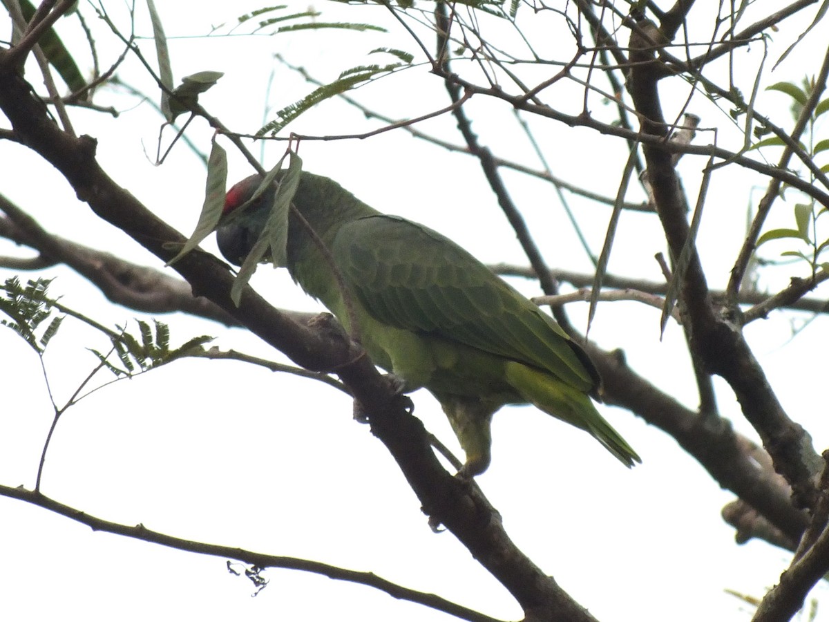 Festive Amazon - ML645200998