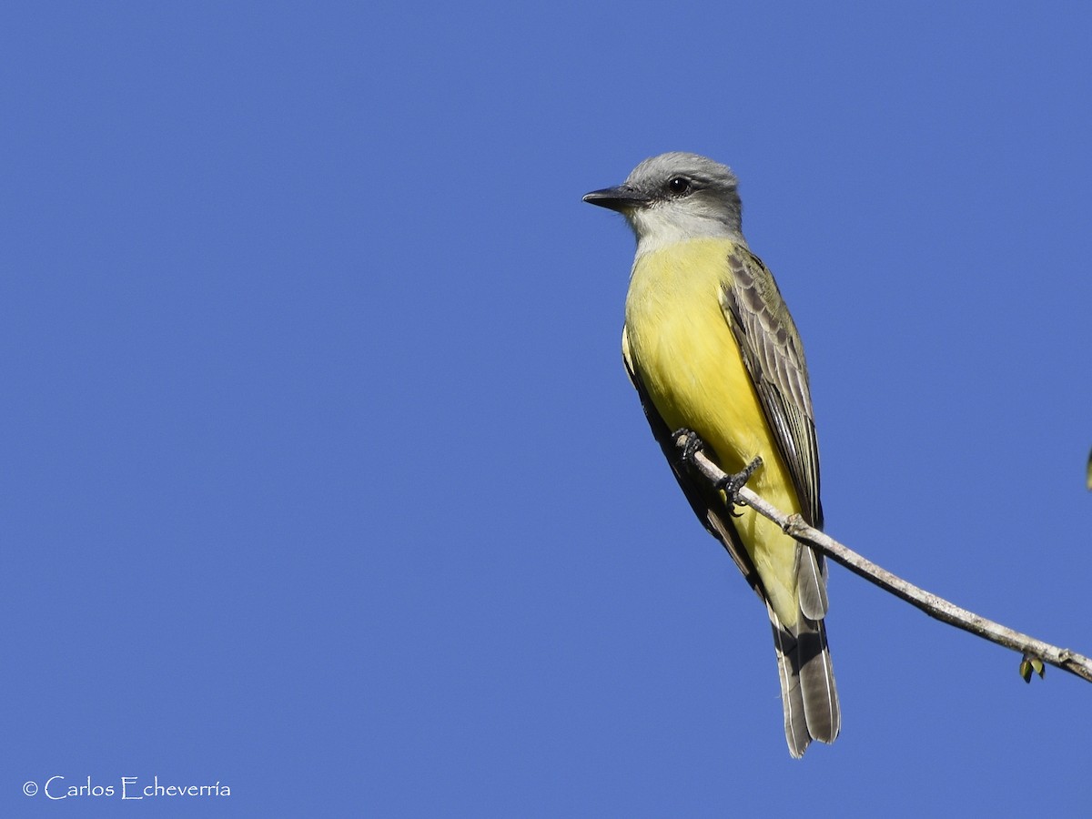 Couch's Kingbird - Carlos Echeverría