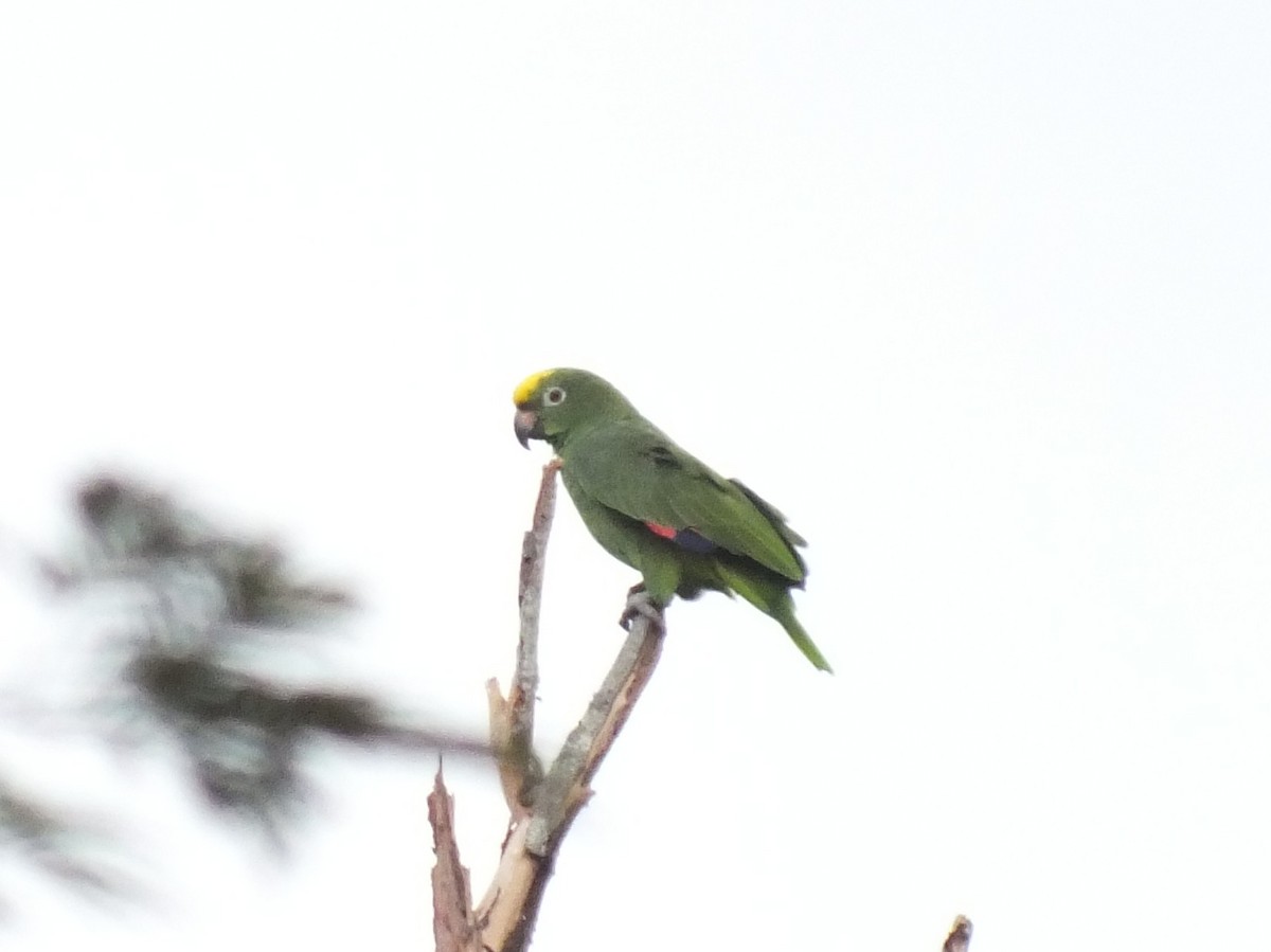 Амазон тринідадський - ML645201012