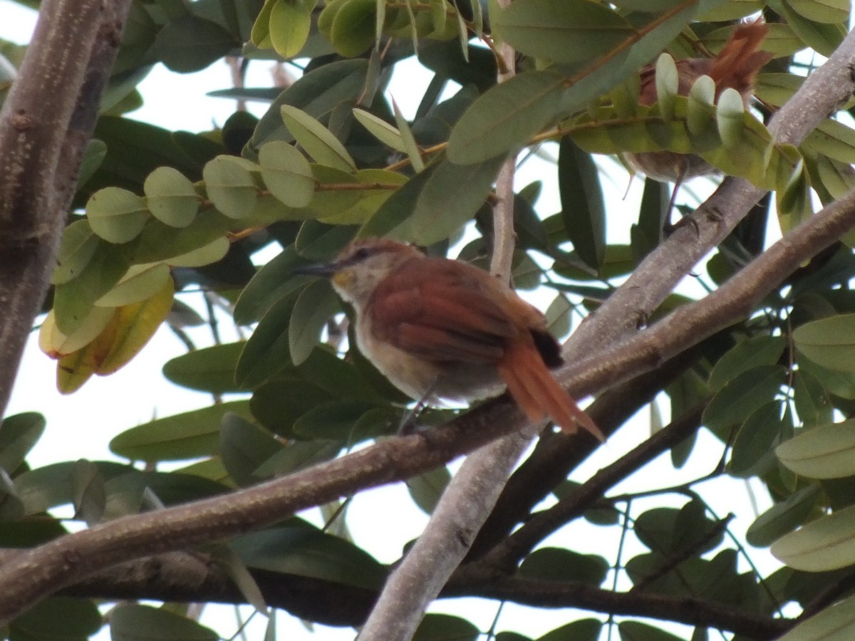 Yellow-chinned Spinetail - ML645201032