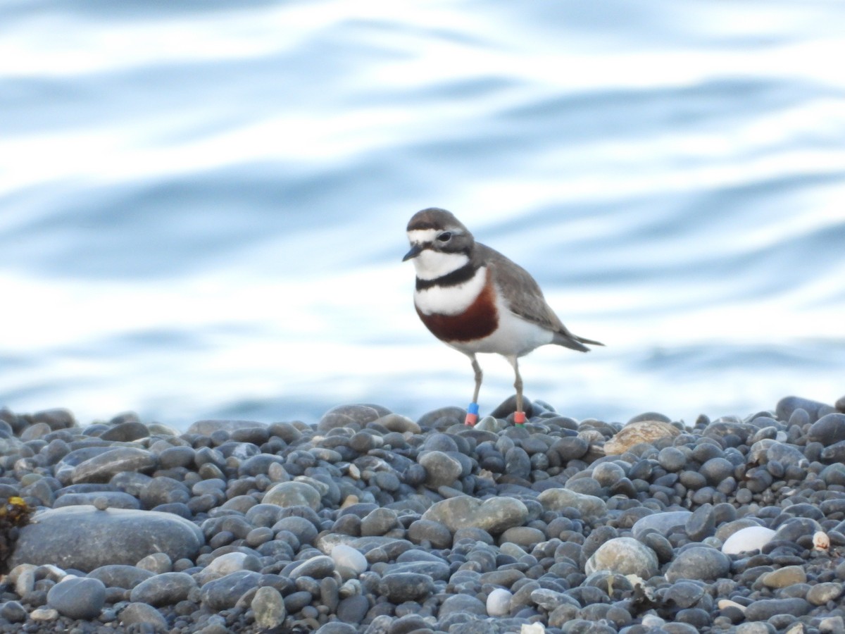 Double-banded Plover - ML645201042