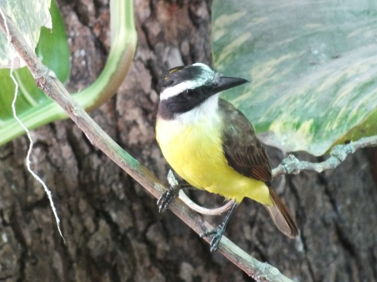 Great Kiskadee - ML645201045