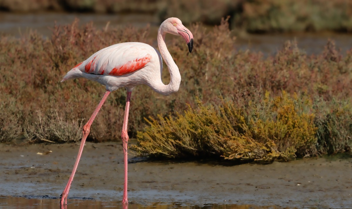 Greater Flamingo - ML645201054