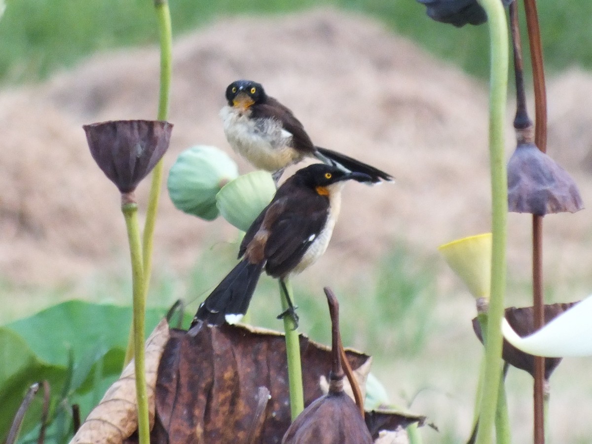 Black-capped Donacobius - ML645201055