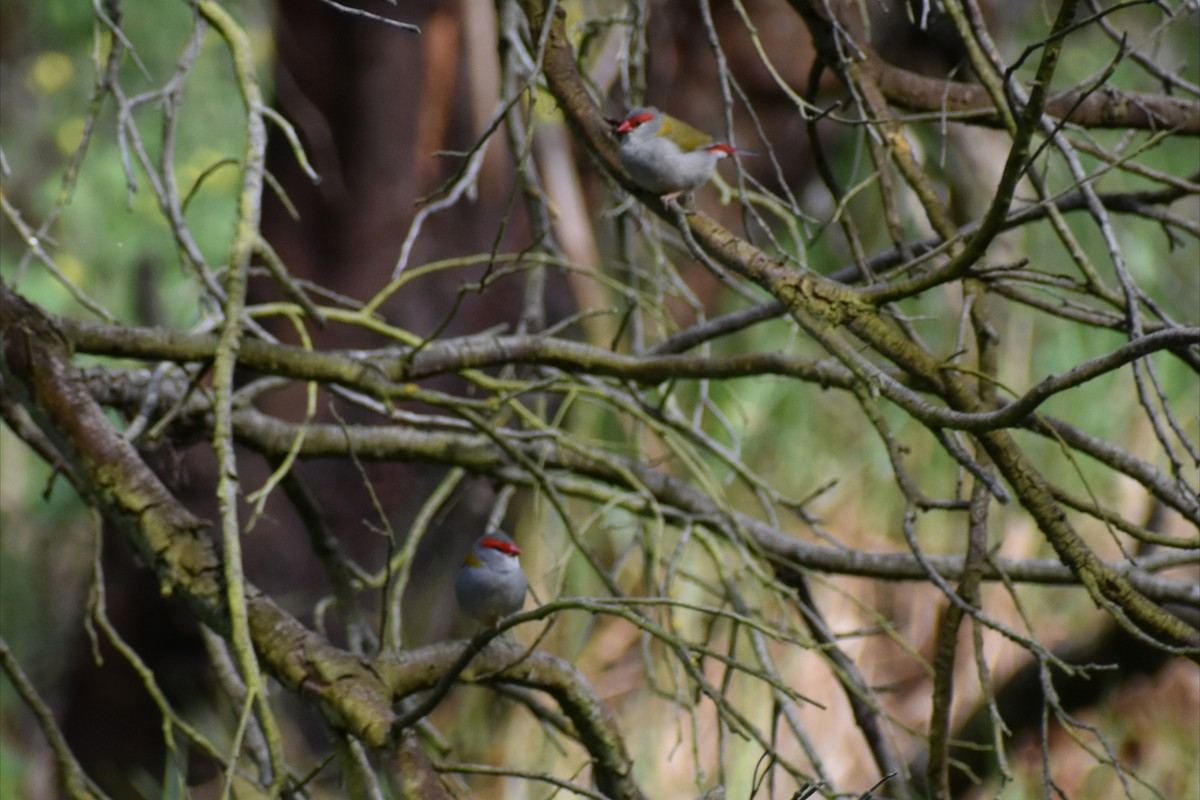 Краснобровая амадина - ML645201059