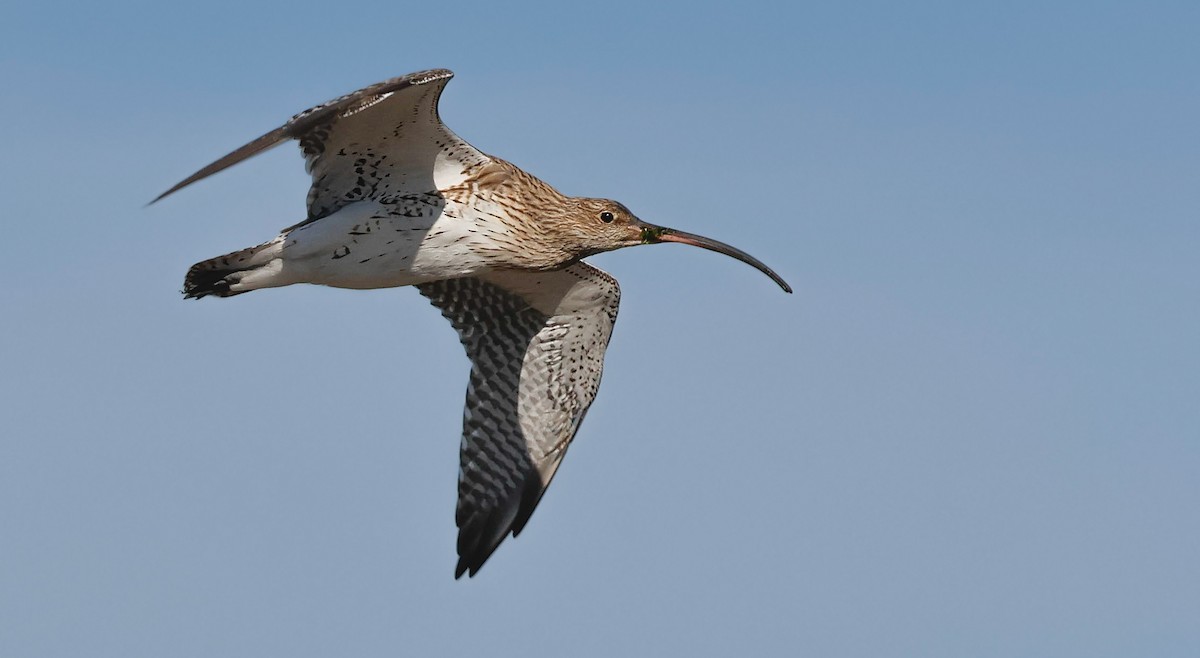 Eurasian Curlew - ML645201060