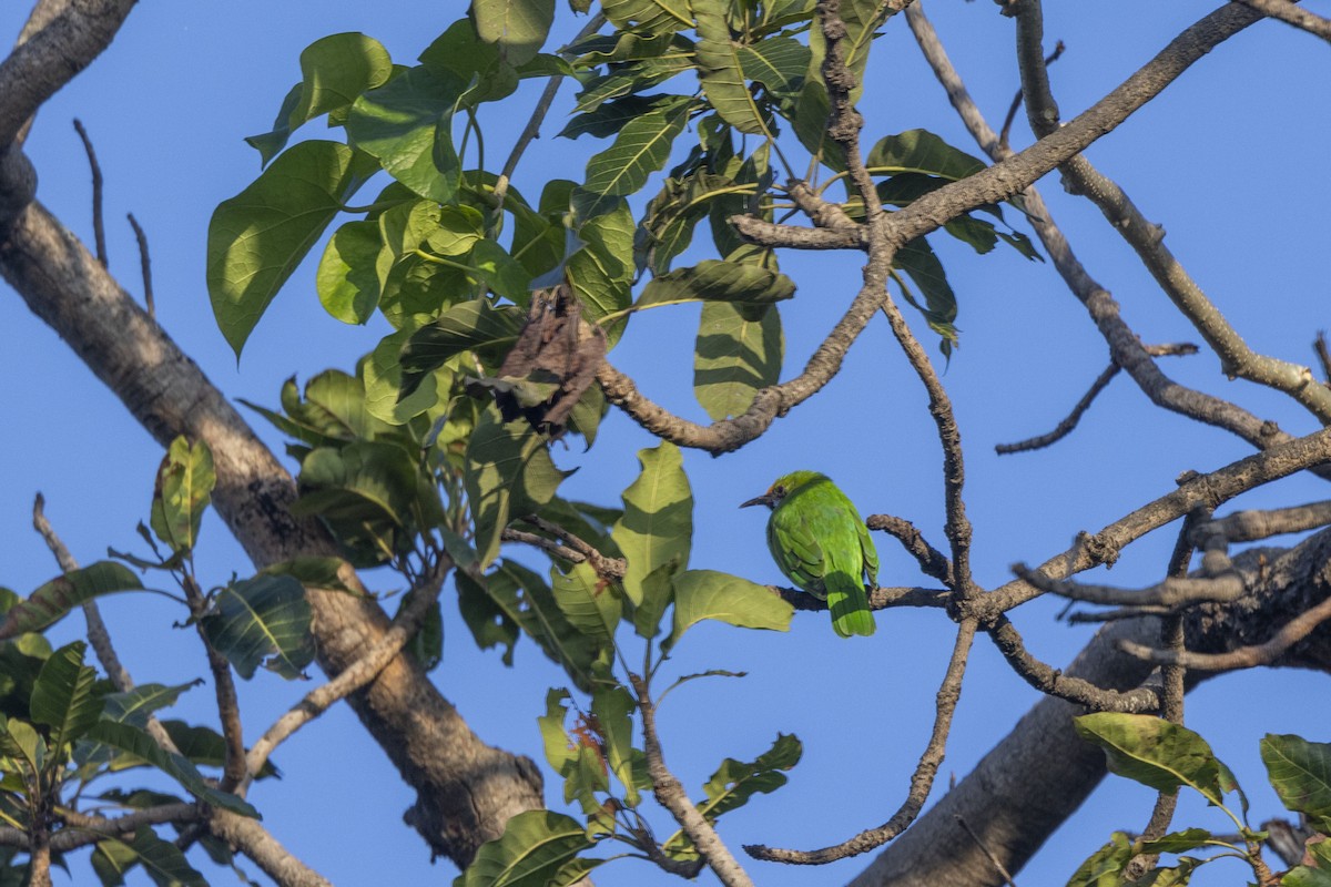 Золотолобая листовка - ML645201062