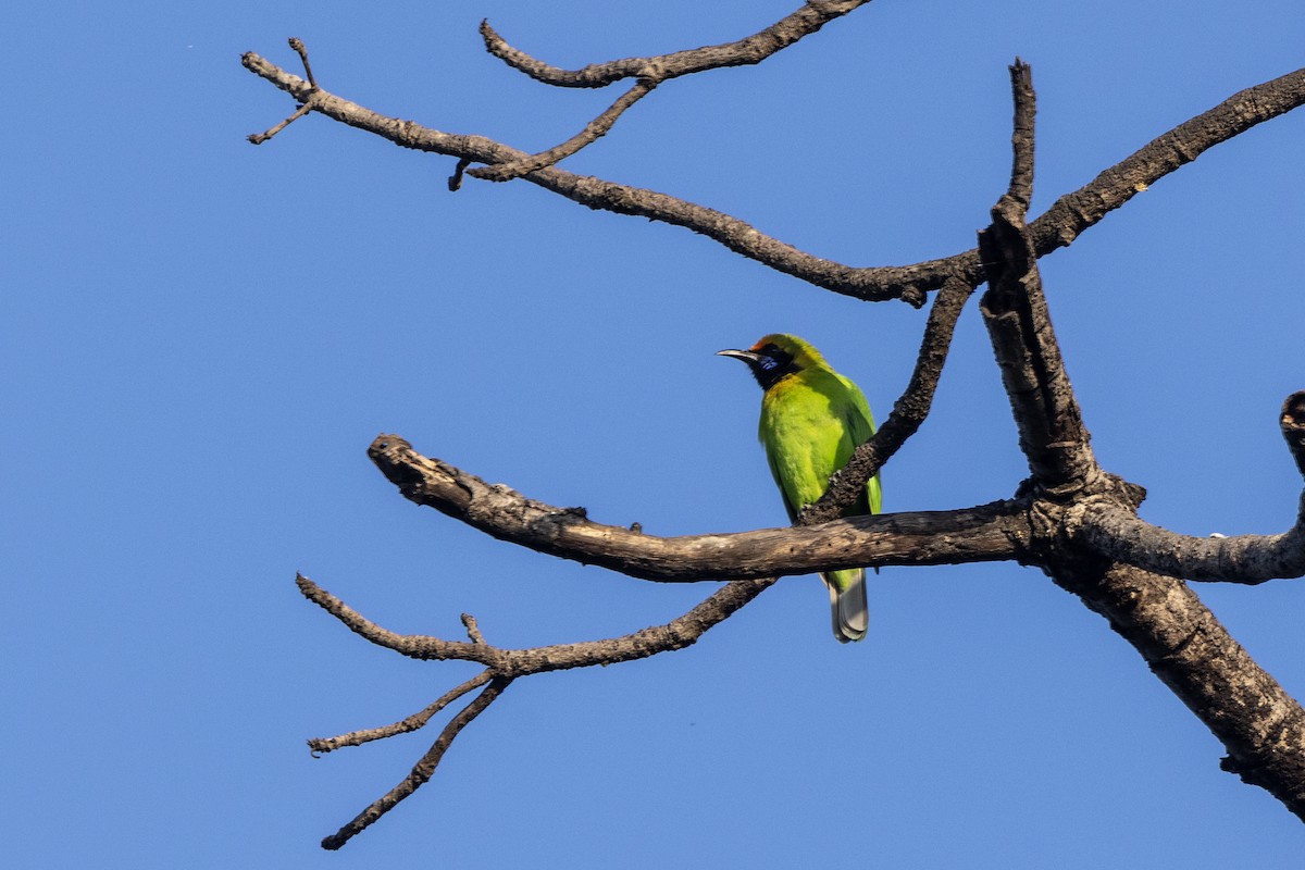 Золотолобая листовка - ML645201063