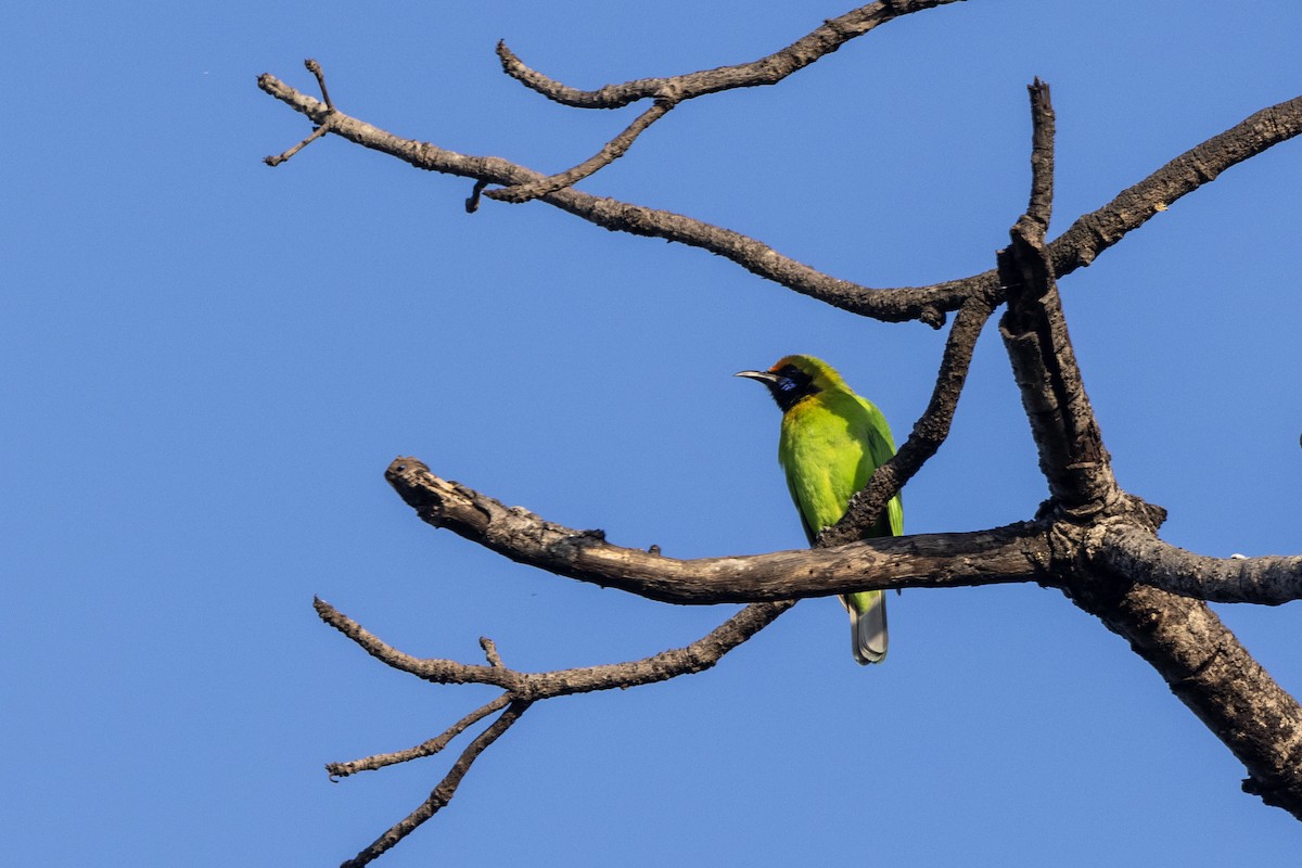 Золотолобая листовка - ML645201064