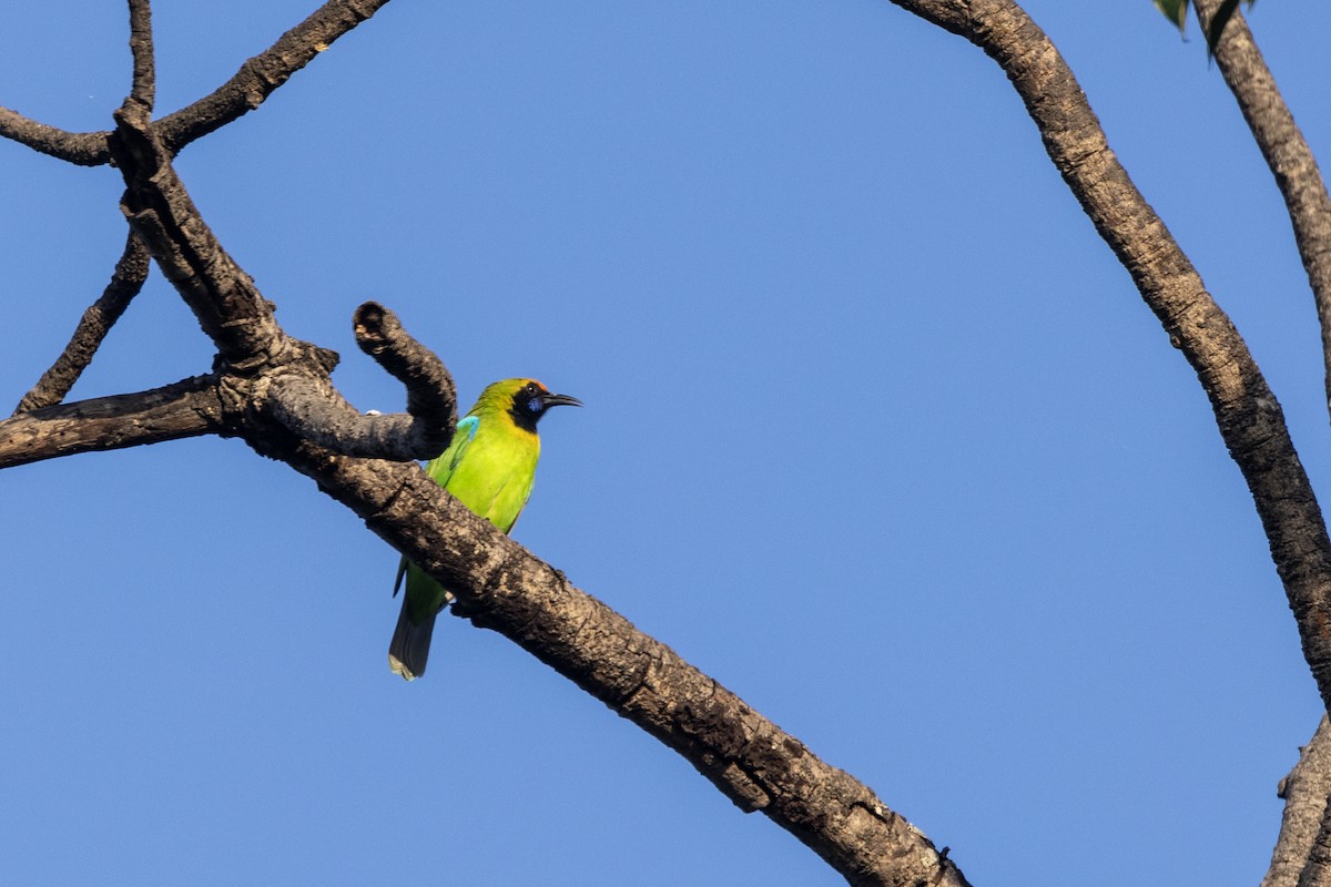 Золотолобая листовка - ML645201065