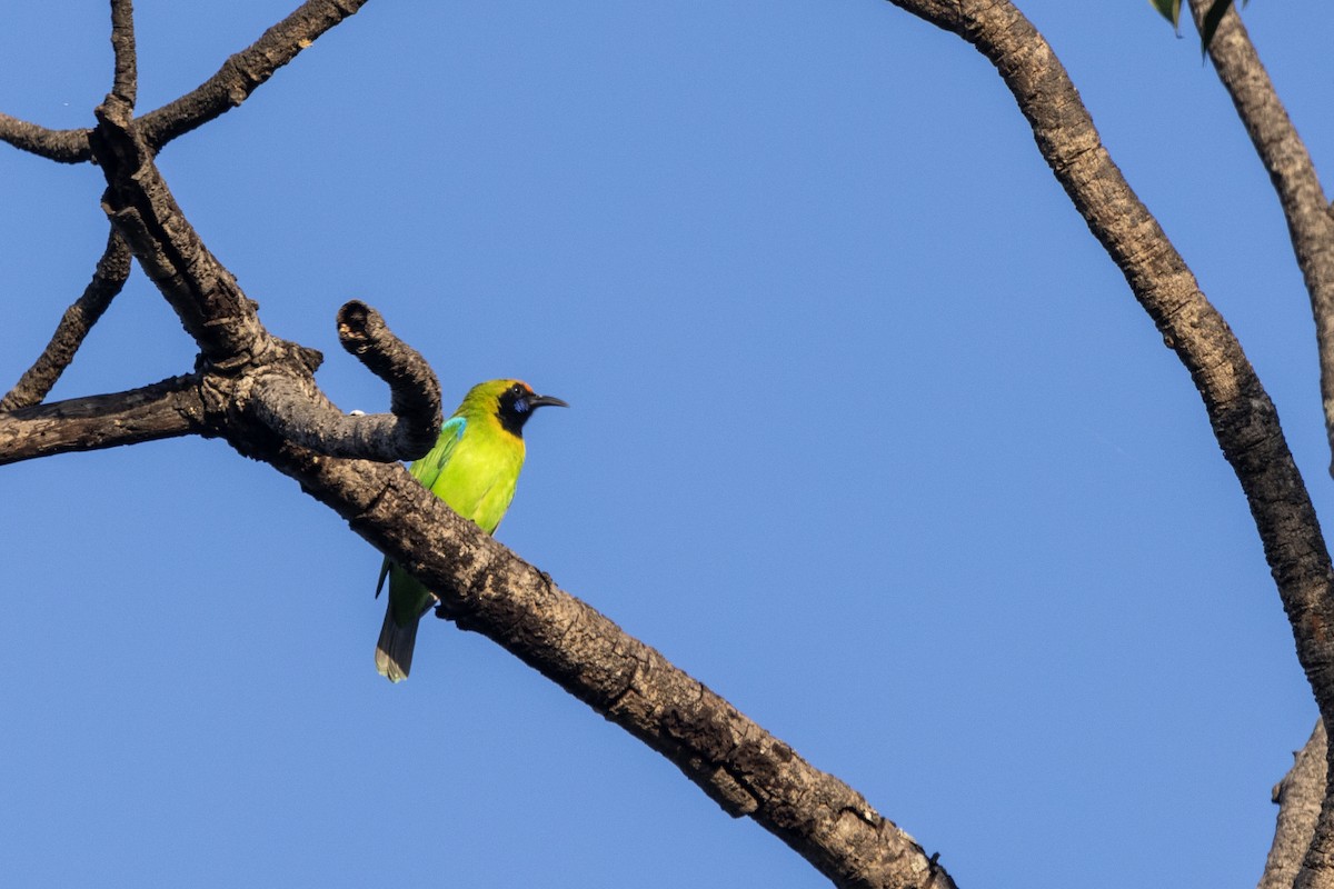 Золотолобая листовка - ML645201066