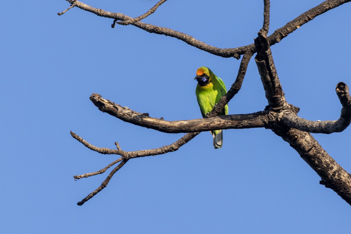 Золотолобая листовка - ML645201067