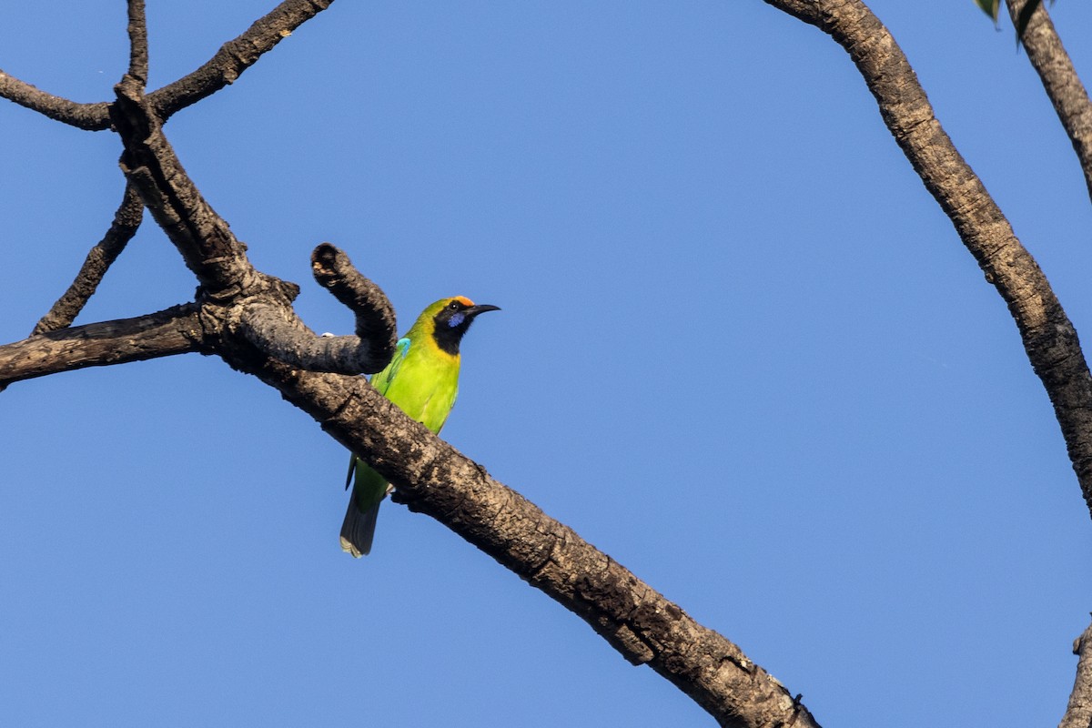 Золотолобая листовка - ML645201068