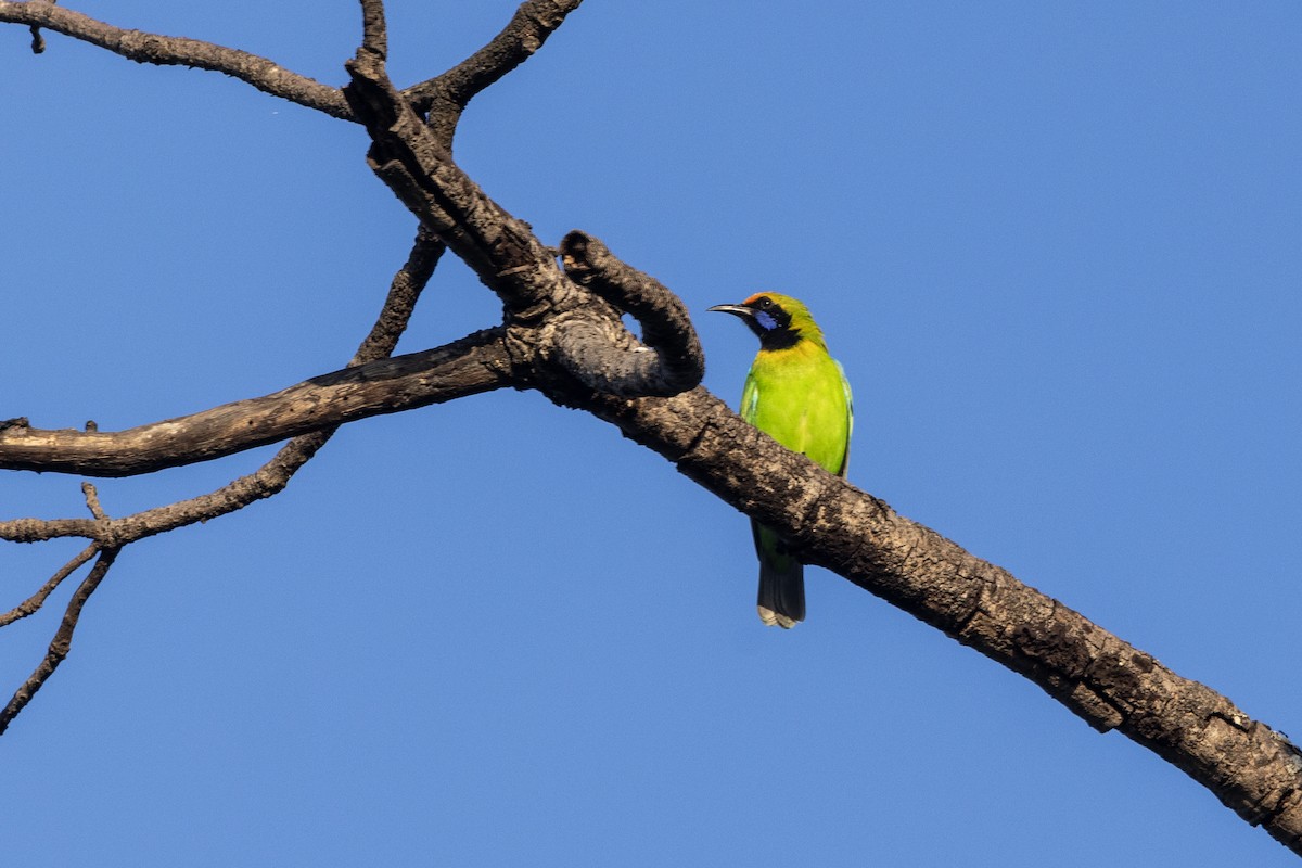 Золотолобая листовка - ML645201069