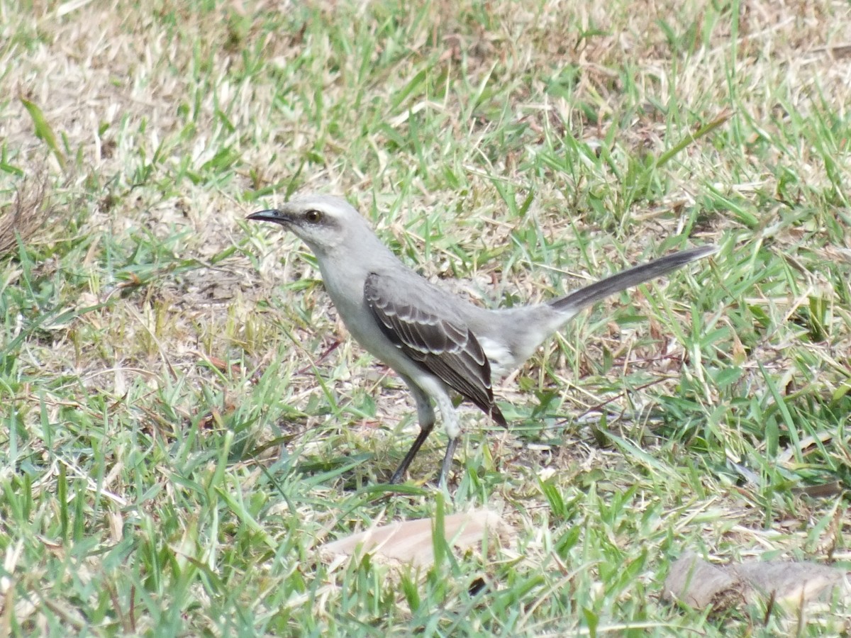 Tropikal Taklitçi - ML645201070