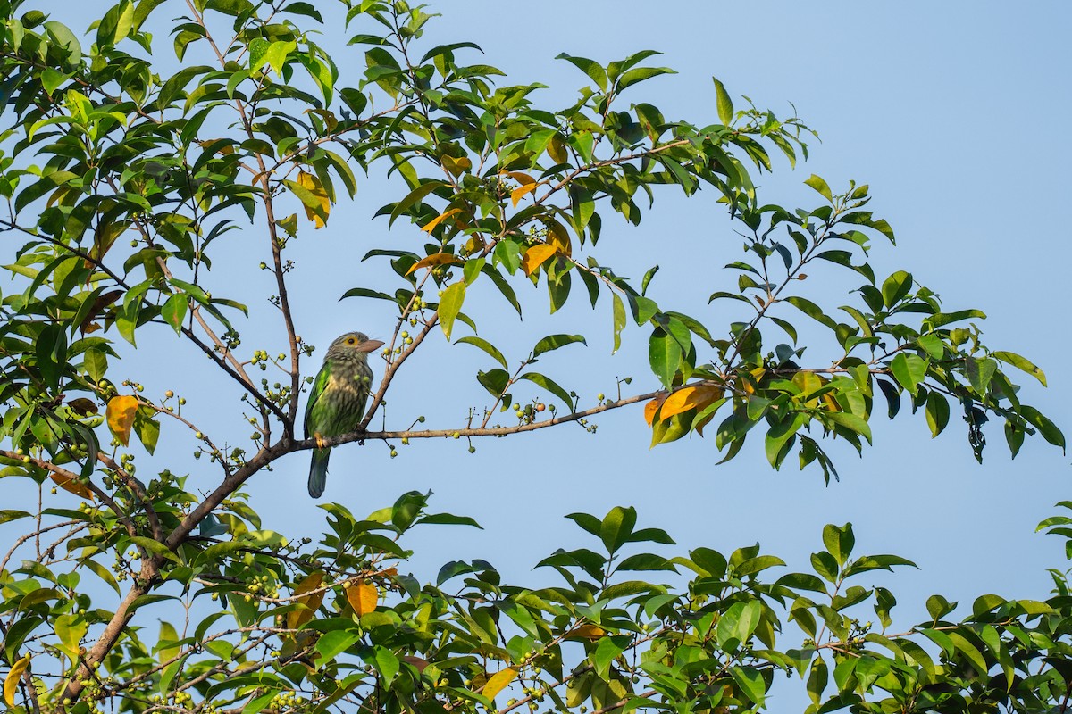 Lineated Barbet - ML645201080