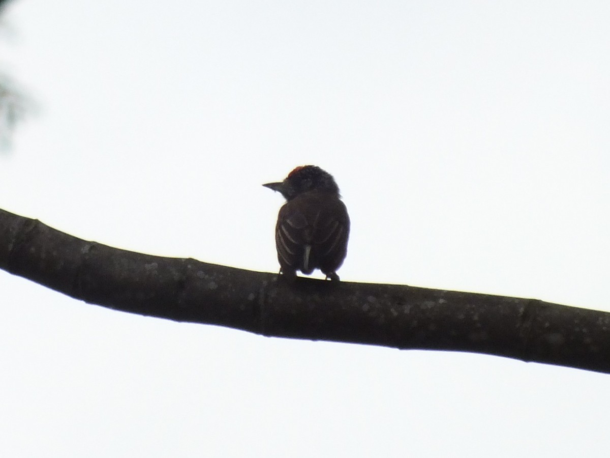 White-barred Piculet - ML645201135