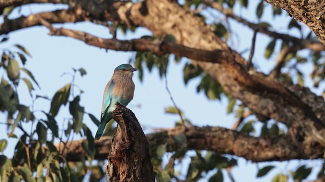 Сиворакша бенгальська - ML645201136