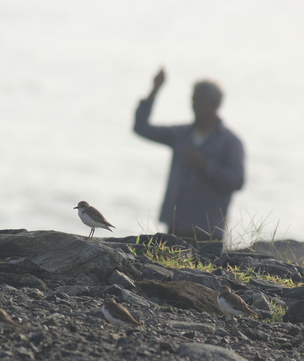 Tibet Cılıbıtı - ML645201144