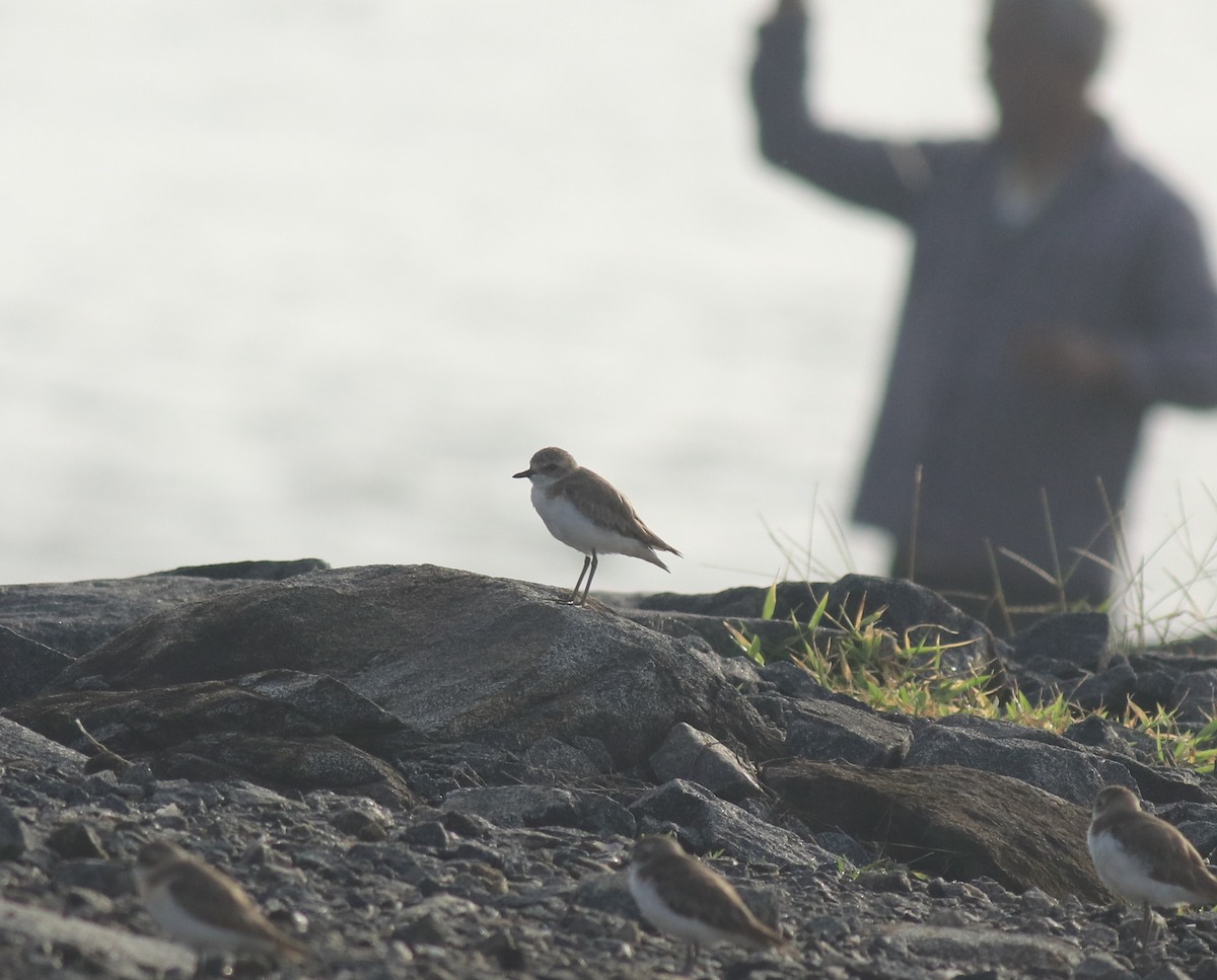 Tibet Cılıbıtı - ML645201145