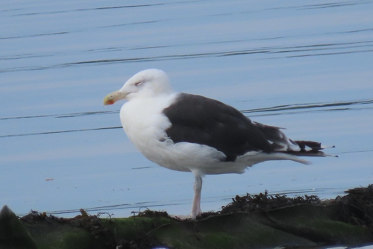 Great Black-backed Gull - ML645201146