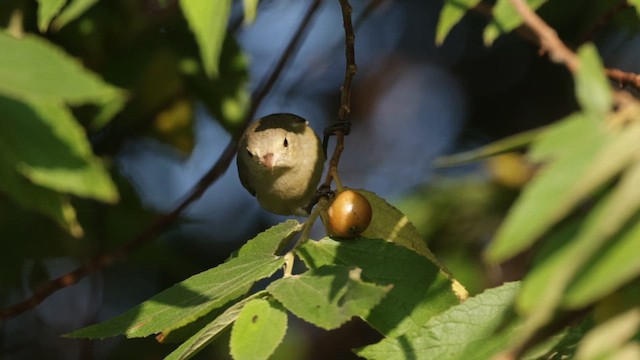 Pale-billed Flowerpecker - ML645201149