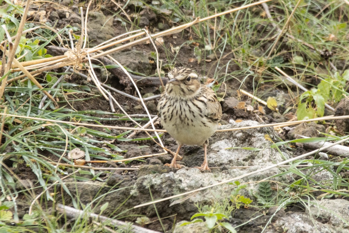 trelerke - ML645201200