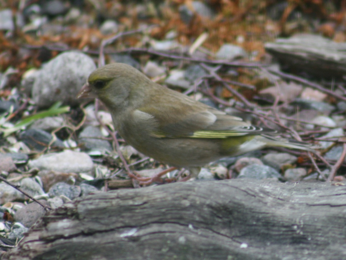 Эгэл ногоолдой - ML64520121