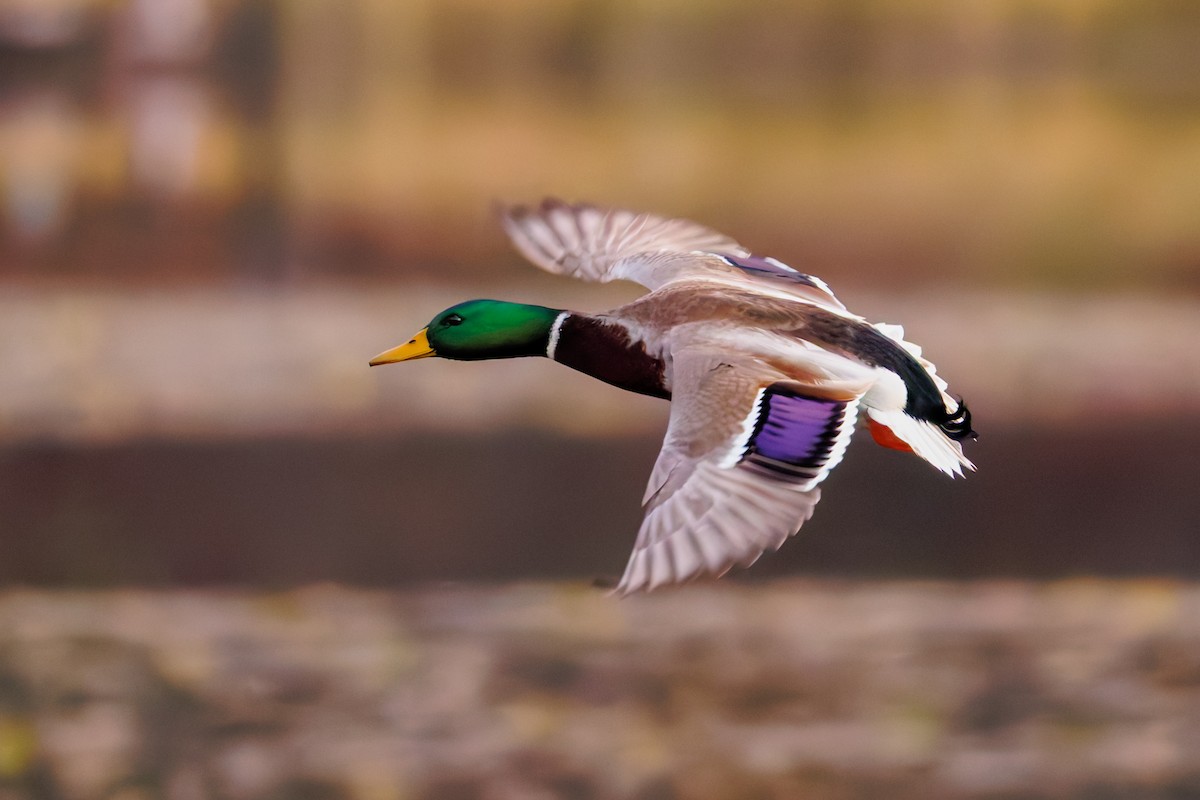 stokkand - ML645201210