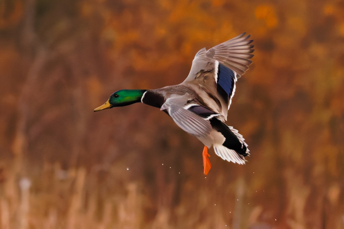 stokkand - ML645201211