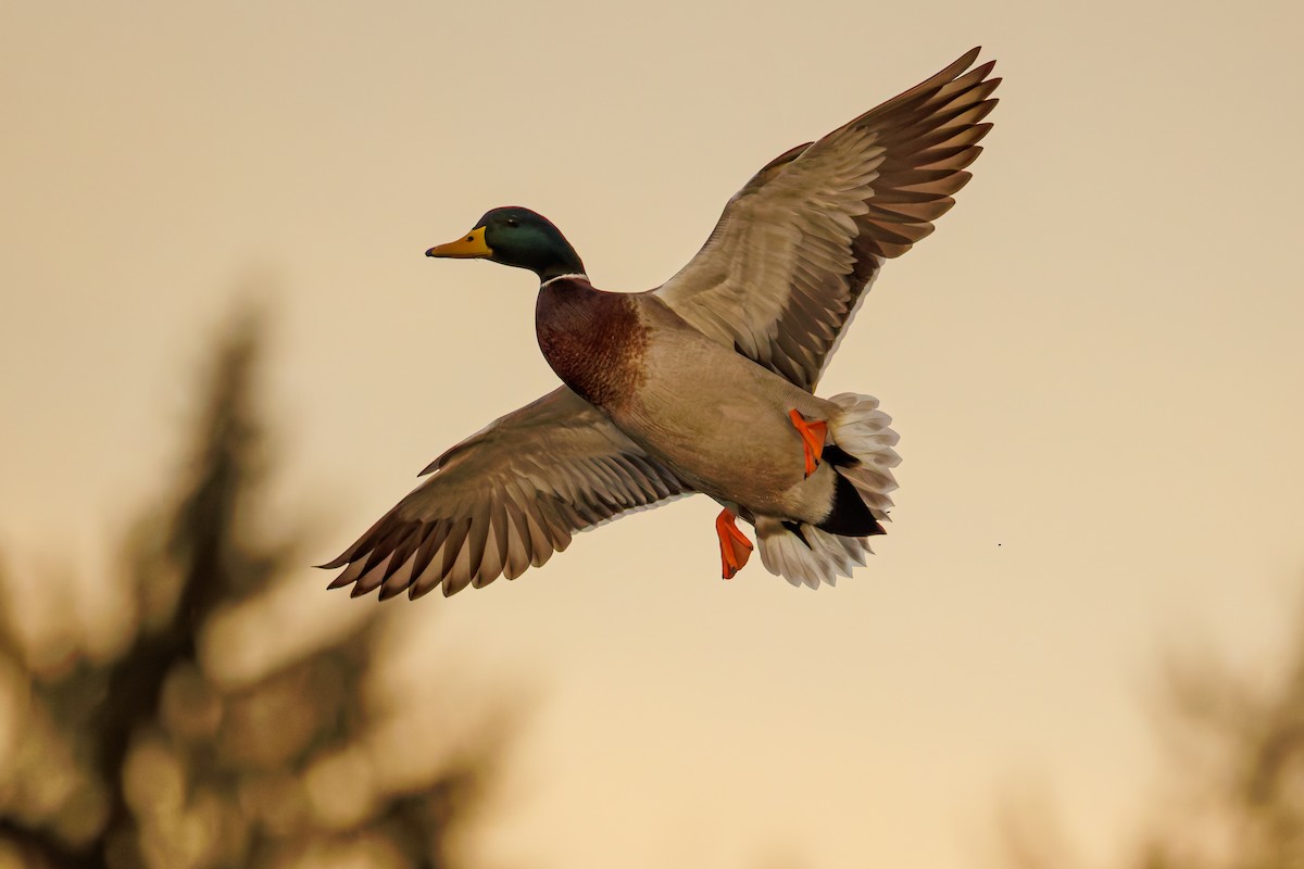 stokkand - ML645201212