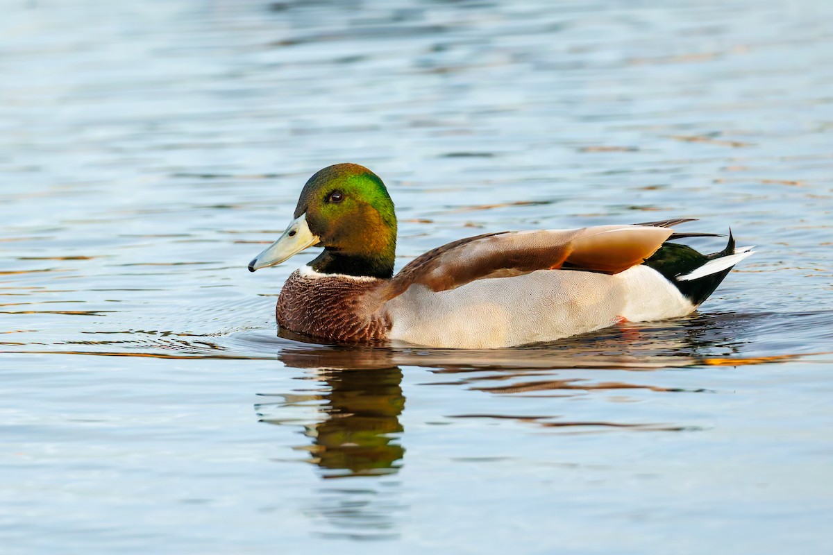 stokkand - ML645201213