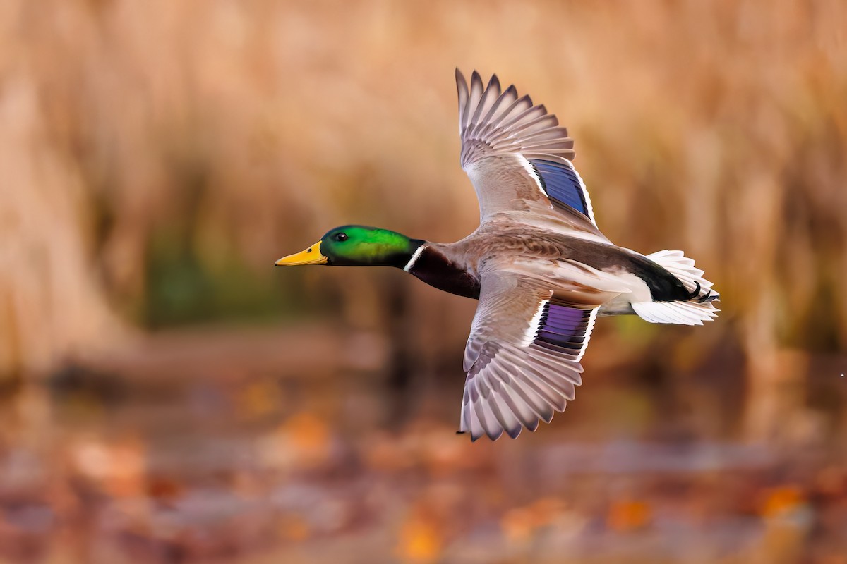 stokkand - ML645201214