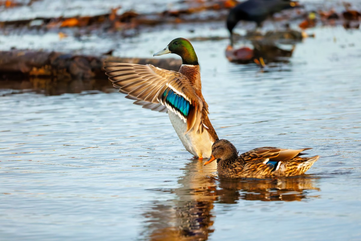 stokkand - ML645201215