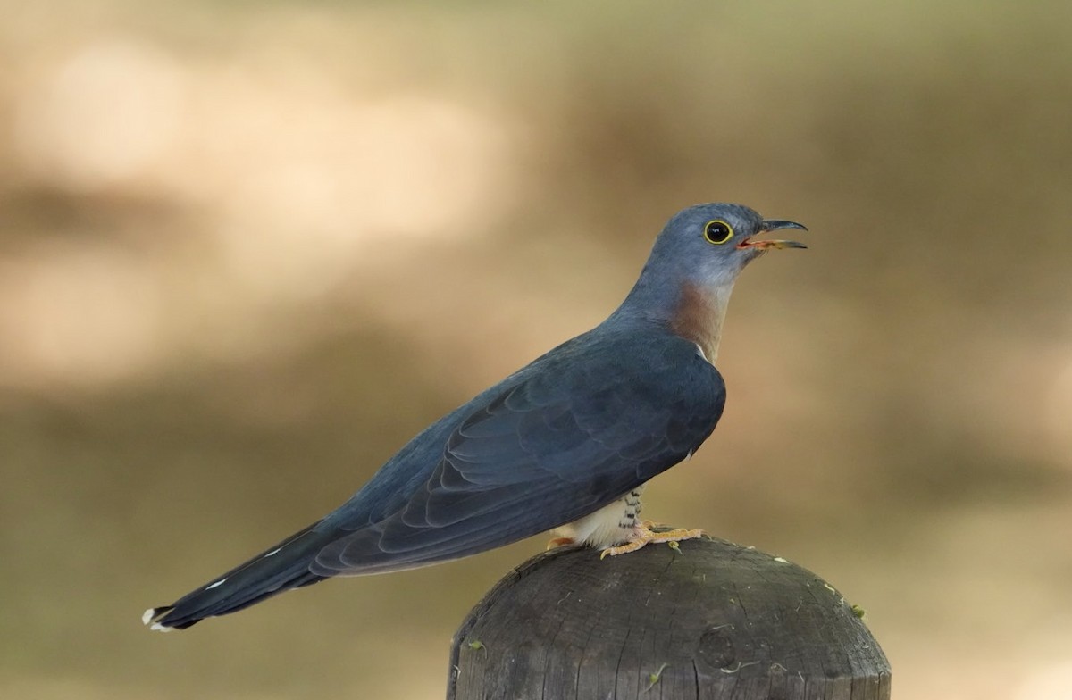 rødbrystgjøk - ML645201216