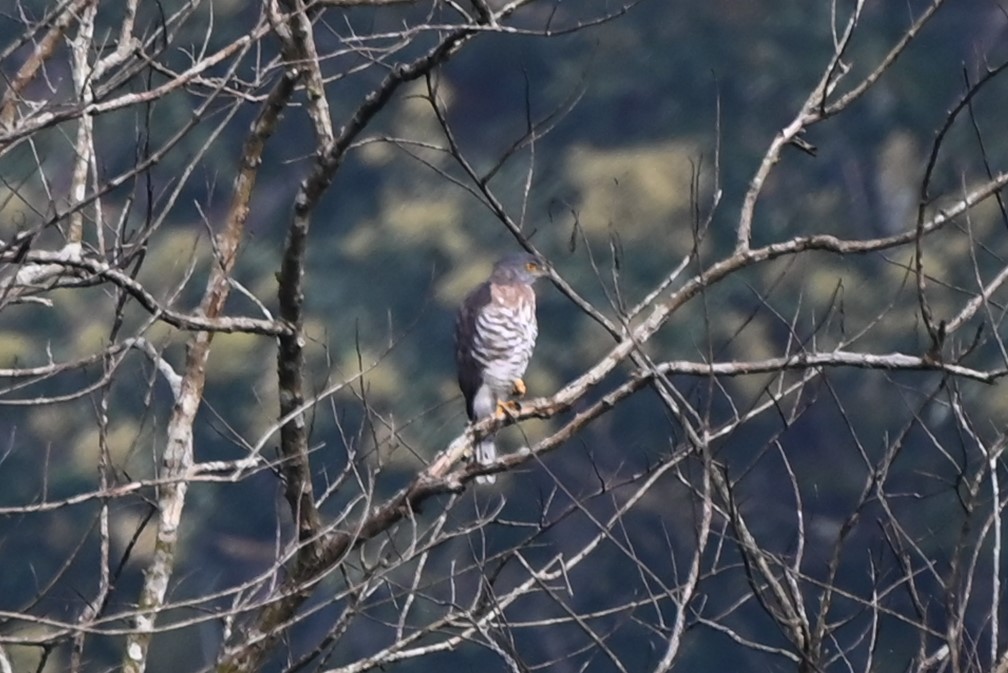 topphauk - ML645201218