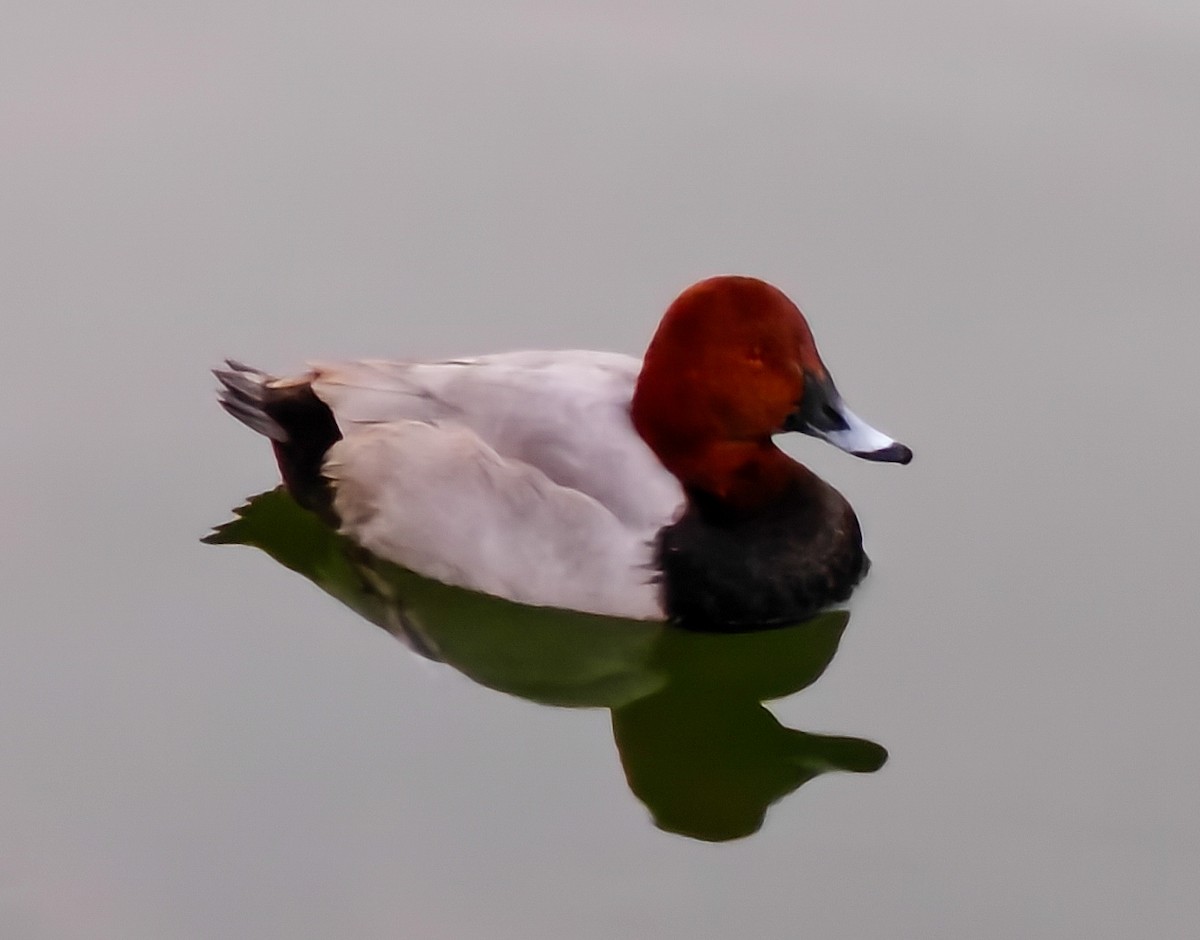 taffeland - ML645201222