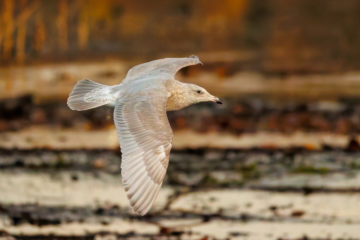 gråvingemåke - ML645201223