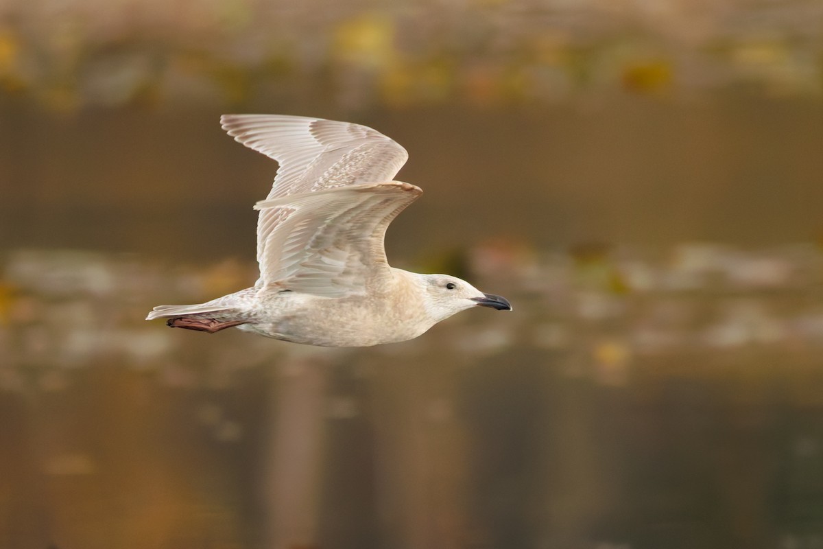 gråvingemåke - ML645201224